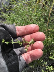 Galium stellatum eremicum