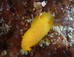 Doriopsilla albopunctata