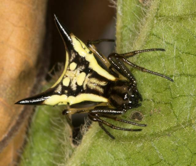 Micrathena triangularispinosa