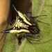 Micrathena triangularispinosa - Photo (c) Claude Kolwelter, algunos derechos reservados (CC BY), subido por Claude Kolwelter