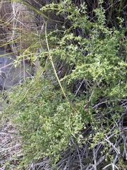 Galium stellatum eremicum