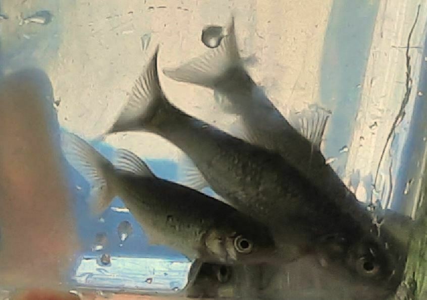 Iberian chub (Squalius pyrenaicus) — Cyprinidae