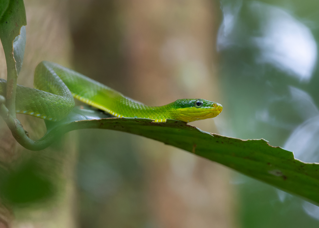 Gonyosoma coeruleum in October 2023 by ayuwat · iNaturalist