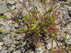 Chorizanthe brevicornu
