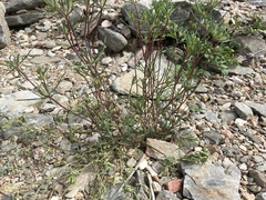 Linanthus bigelovii