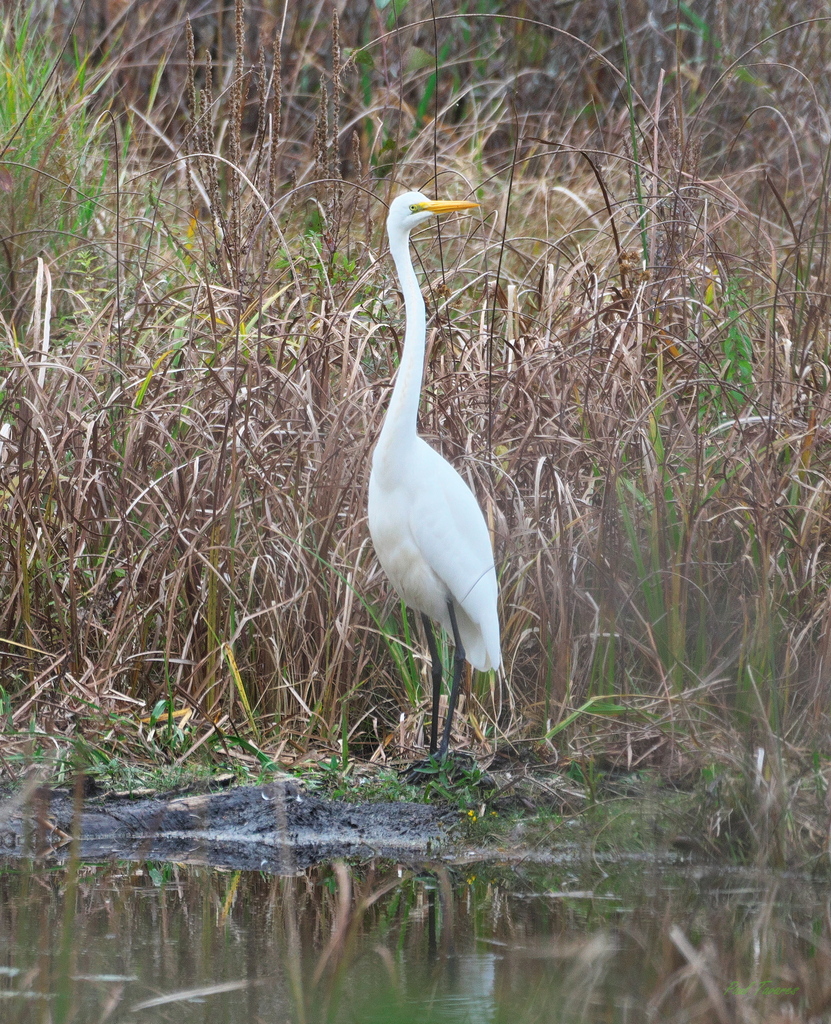 Great Egret from Upper Canada Migratory Bird Sanctuary, ON, Canada on ...