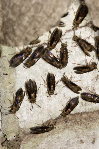 Parachartergus fulgidipennis
