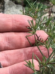 Linanthus bigelovii