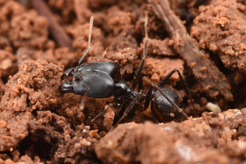 Pheidole singaporensisPheidole singaporensis