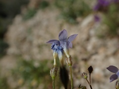 Gilia stellata