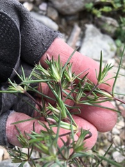 Linanthus bigelovii
