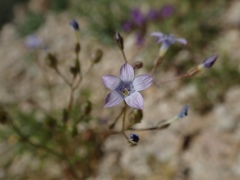 Gilia stellata