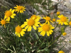 Senecio lemmonii