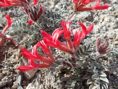 Astragalus coccineus