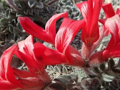 Astragalus coccineus