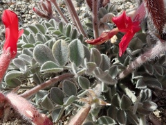 Astragalus coccineus