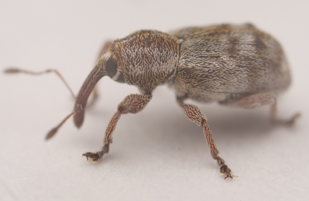 Eniopea