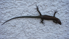 Podarcis muralis