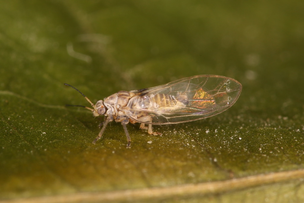 Bactericera curvatinervis