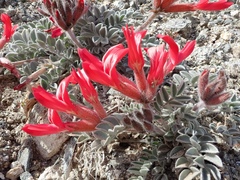Astragalus coccineus