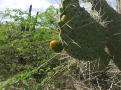 Consolea moniliformis