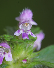 Galeopsis bifida
