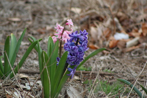 Rytinis hiacintas nuotrauka