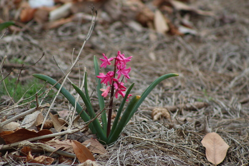 Rytinis hiacintas nuotrauka