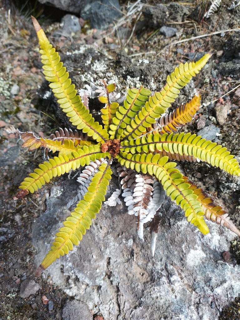 Southern Hard Fern