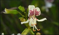 Dicerandra christmanii