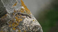 Podarcis muralis