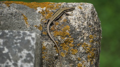 Podarcis muralis