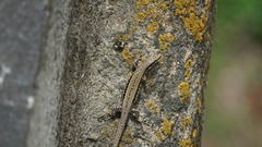 Podarcis muralis