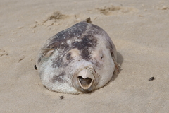Arothron firmamentum