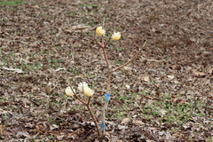 Edgeworthia