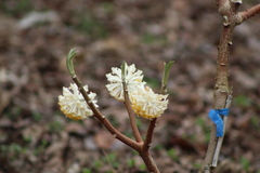 Edgeworthia