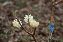 Edgeworthia