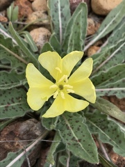 Oenothera primiveris primiveris