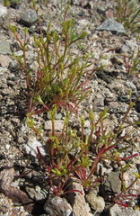 Chorizanthe brevicornu