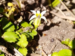 Lobelia hederacea