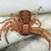 花蟹蛛屬 - Photo 由 Tom Murray 所上傳的 (c) Tom Murray，保留部份權利CC BY-NC
