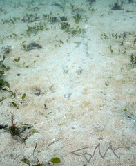 Aptychotrema rostrata