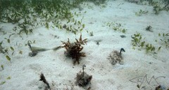 Aptychotrema rostrata