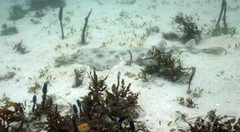 Aptychotrema rostrata