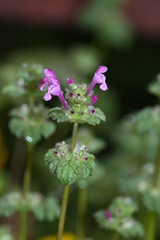 Lamium amplexicaule