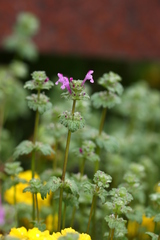 Lamium amplexicaule
