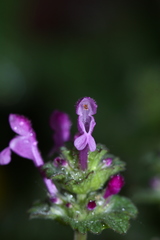 Lamium amplexicaule