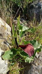 Arum palaestinum