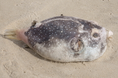 Arothron firmamentum