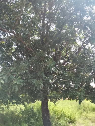 Shea Tree